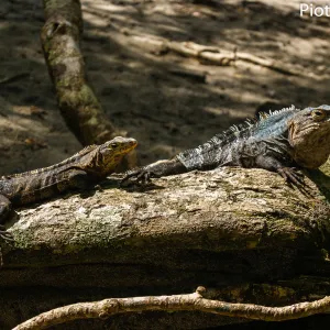 Kostaryka, iguany, Park Narodowy