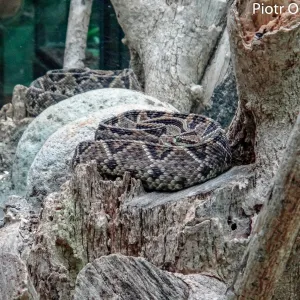 Kostaryka, Żararaka Lancetowata (Bothrops atrox), jeden z najniebezpiecznejszych węży świata, na szczęście w serpentarium w Monteverde