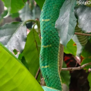 Kostaryka, zielony grzechotnik