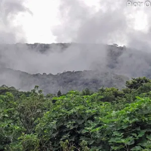 Kostaryka, las mglisty okolicach Monteverde