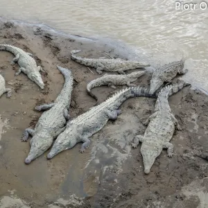 Kostaryka, krokodyle wylegujące się w korycie rzek